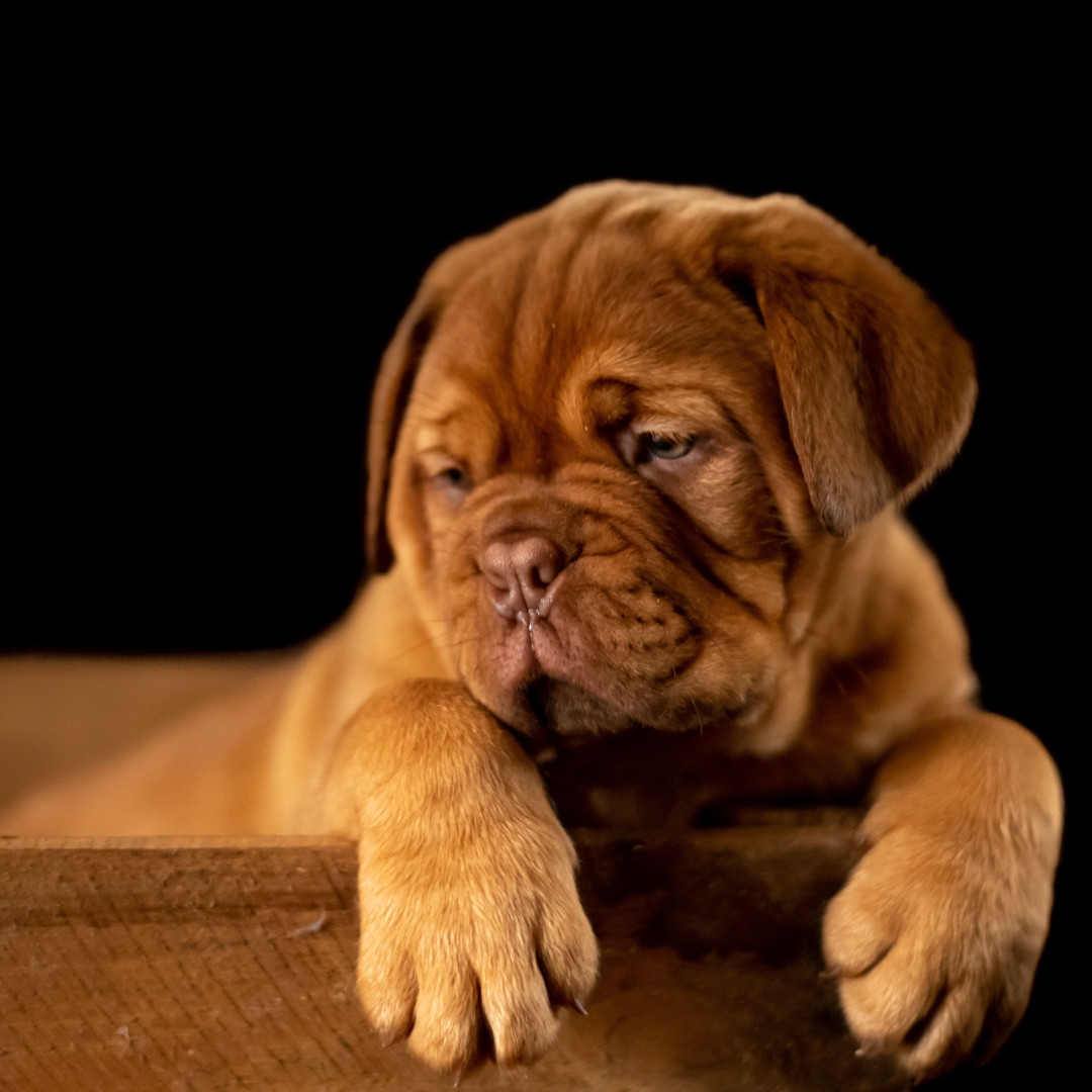 A sleepy pug puppy in a cardboard box