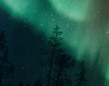 A striking photograph taken at night, with trees in the foreground and a starry night of the aurora lights.