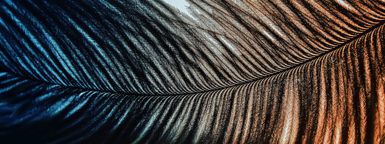 A close up image of a feather.
