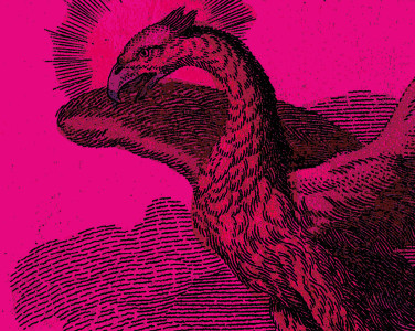 An etched drawing of a phoenix with it's wings spread